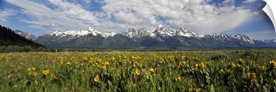 Balsam roots in a field with mountains in the background, Antelope Flats, Grand Teton National Park, Wyoming