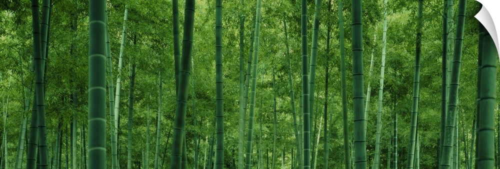 Large panoramic photo of bamboo tree trunks in a forest.