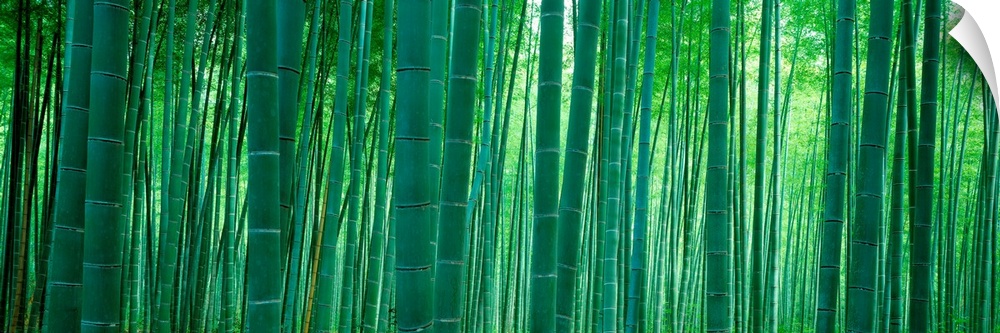Panoramic wall art of vertical stalks of bamboo in a shaded forest.