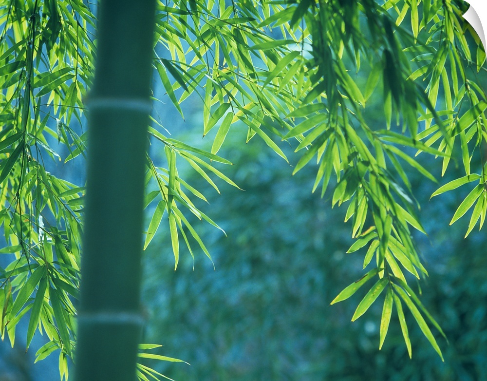 A single, out of focus bamboo stalk sticks up as in focus bamboo leaves shine in the sun in the background.
