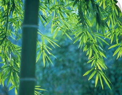 Bamboo tree in a forest, Saga Prefecture, Japan