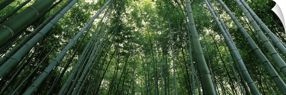 Panoramic photograph of Asian forest with tall bare trees mixed in with leaf filled trees.