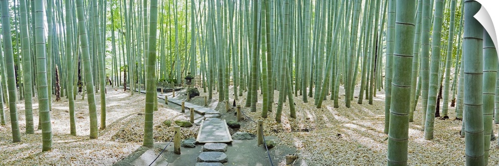Bamboo trees at a temple, Hokokuji Temple, Kamakura, Kanagawa Prefecture, Kanto Region, Honshu, Japan