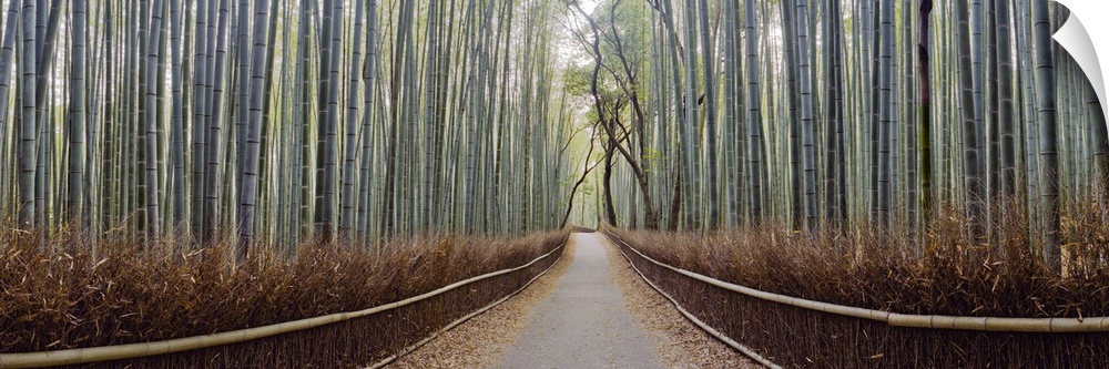 A path through a serene forest of tall bamboo in Kyoto, Japan.