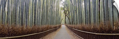 Bamboo trees in a forest, Arashiyama, Kyoto Prefecture, Japan