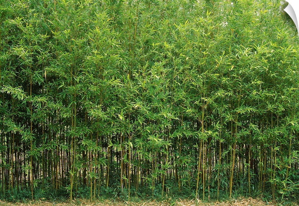 Horizontal photograph on a big canvas of a dense forest of green bamboo trees in Fukuoka, Kyushu, Japan.