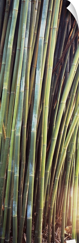 Bamboo, Kanapaha Gardens, Gainesville, Florida
