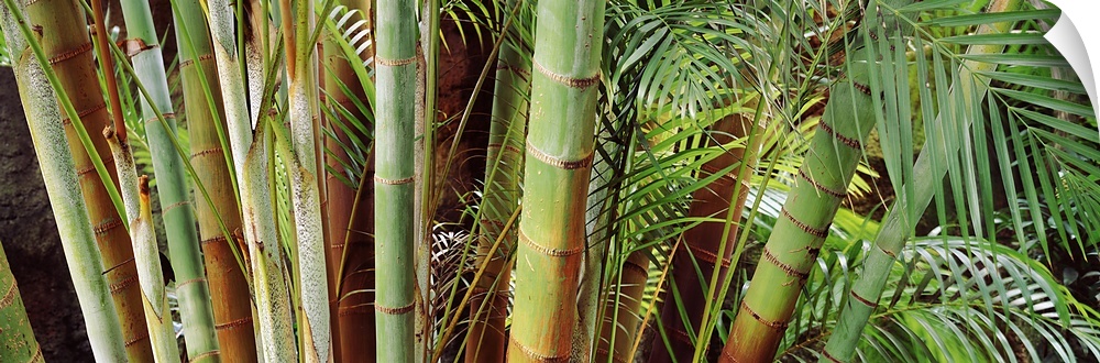 Bamboo, Sunken Gardens, St. Petersburg, Florida