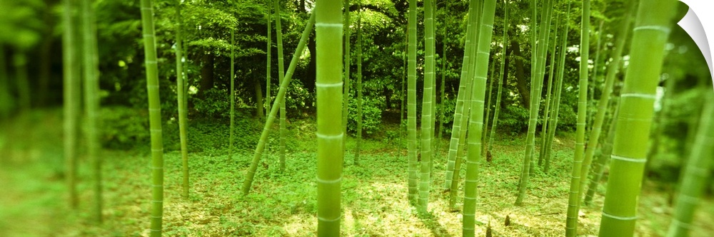 Fish-eye photo of stalks of green bamboo in a Japanese forest.