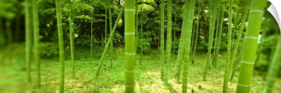 Bamboo trees in a park, Tokyo Prefecture, Kanto Region, Honshu, Japan