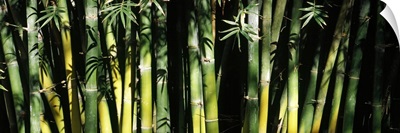 Bamboos in a forest