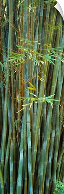Bamboos in a garden Kanapaha Botanical Gardens Gainesville Florida