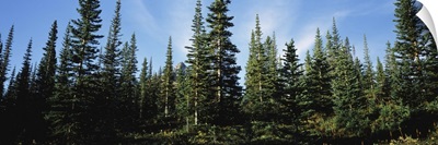 Banff Pine Trees, Alberta, Canada