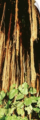 Banyan Tree HI