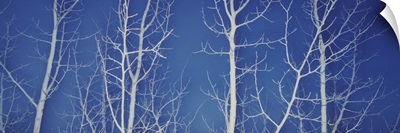 Bare Aspen Trees at Dark