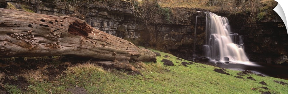 Bare tree lying on grass, East gill falls, Ingleton, North Yorkshire, England