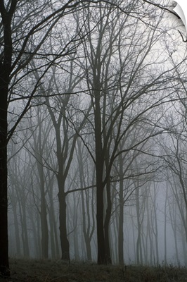 Bare trees in misty forest, Finger Lakes Region, New York