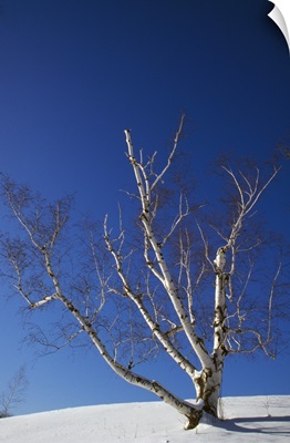 Bare white birch tree (Betula papyrifera) in snow, clear blue sky, New York