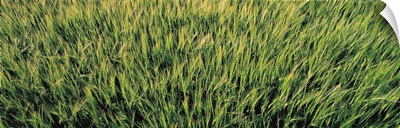 Barley Field Scotland