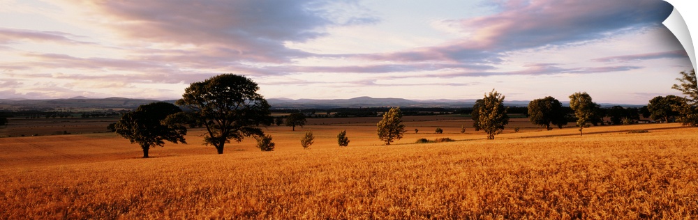 Barley Fields Newtyle/Angus Scotland