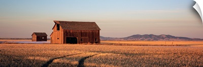 Barn in a field, Hobson, Montana