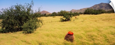 Barrel Cactus Santa Rita Experimental Grassland Tucson AZ