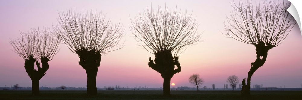 Barren Willows at Sunset Italy