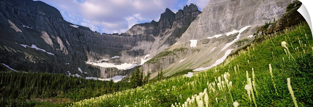 Beargrass with mountains in the background, US Glacier National Park, Montana