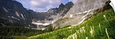 Beargrass with mountains in the background, US Glacier National Park, Montana