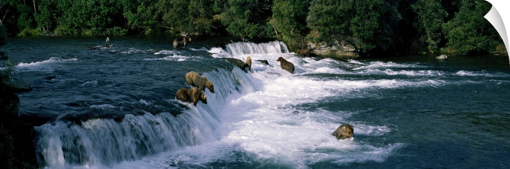 This large panoramic piece shows bears fishing in water and some about to jump down a small waterfall. Trees line the back...