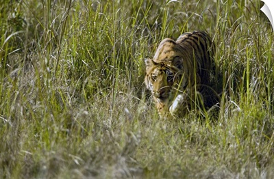 Bengal Tiger Panthera tigris tigris cub walking in a forest Bandhavgarh National Park Umaria District Madhya Pradesh India