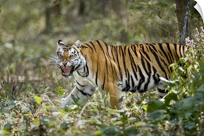 Bengal Tiger Panthera tigris tigris in a forest Bandhavgarh National Park Umaria District Madhya Pradesh India