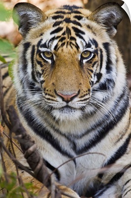 Bengal tiger (Panthera tigris tigris) in a forest, India