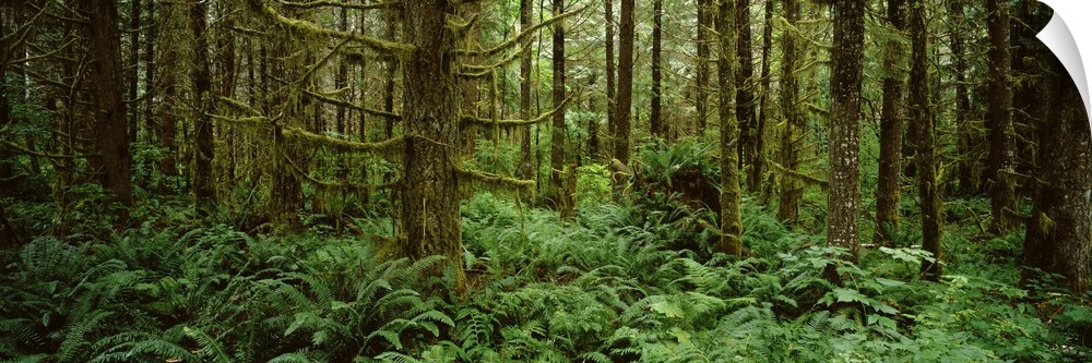 Bigleaf maple trees in a forest, Temperate Rainforest, Mt St. Helens National Volcanic Monument, Washington State,