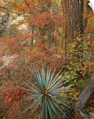 Bigtooth maple (Acer grandidentatum) and Schotts yucca (Yucca schottii) trees in a forest, Coronado National Forest, Arizona
