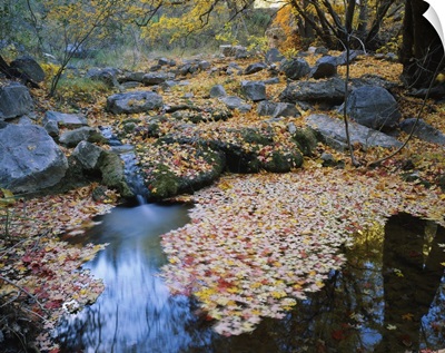 Bigtooth maple (Acer grandidentatum) leaves in a pond, Miller Canyon, Huachuca Mountains, Coronado National Forest, Arizona