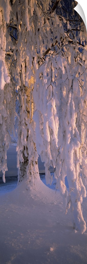 Birch tree covered with snow, Imatra, South Karelia, Finland