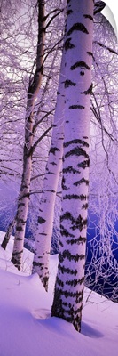Birch trees at the frozen riverside, Vuoksi River, Imatra, Finland