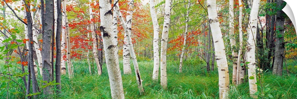 Panoramic photograph shows a forest composed of scattered trees and tall grass on a sunny day.