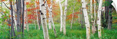 Birch trees in a forest, Acadia National Park, Hancock County, Maine