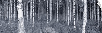 Birch trees in a forest, Finland