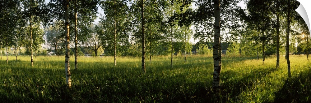 Birch trees in a forest, Imatra, South Karelia, Southern Finland, Finland