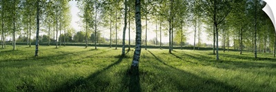 Birch trees in a forest, Imatra, South Karelia, Southern Finland, Finland