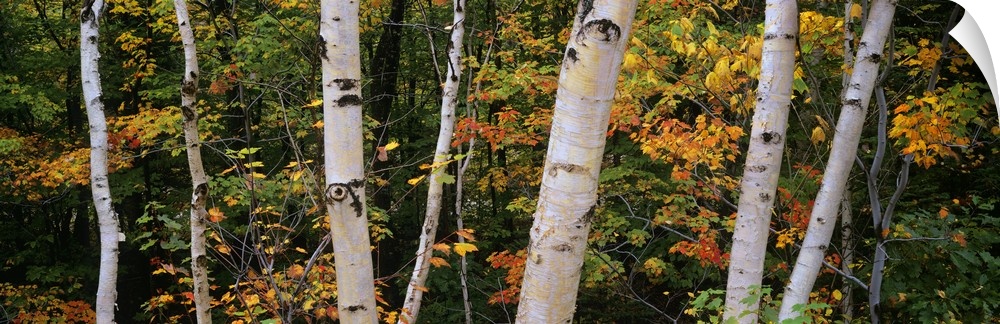 This panoramic piece shows several different size birch trees with green, yellow and orange colored leaves scattered throu...