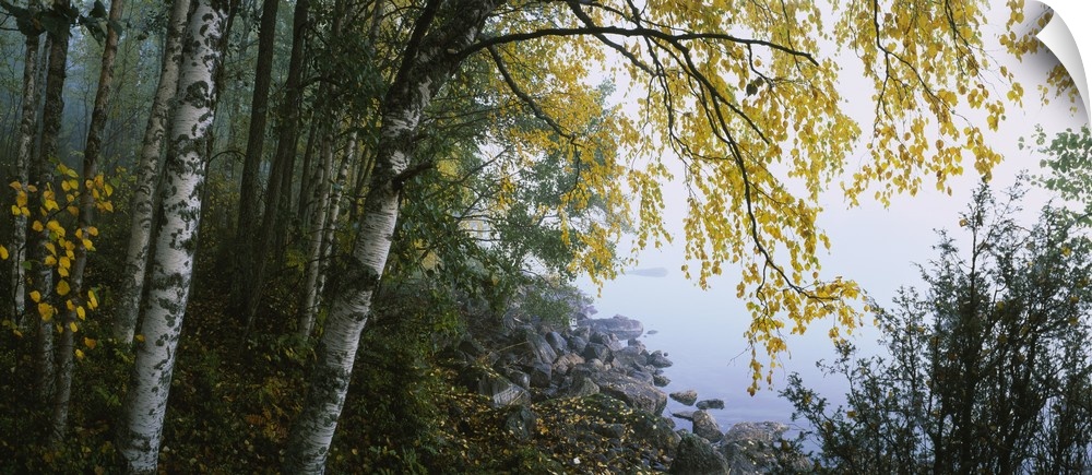 Photograph peering through the birch tree leaves at the stony edge of a river in Finland.