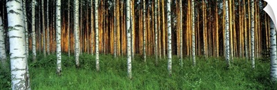 Birch Trees Saimma Lakelands Finland