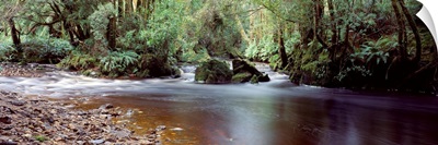 Bird River World Heritage Area Tasmania Australia