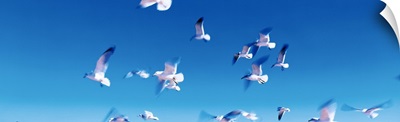 Birds in flight Flagler Beach FL
