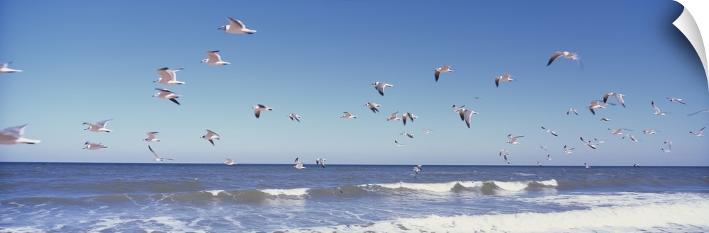 Panoramic photograph of seagull flock flying over water.