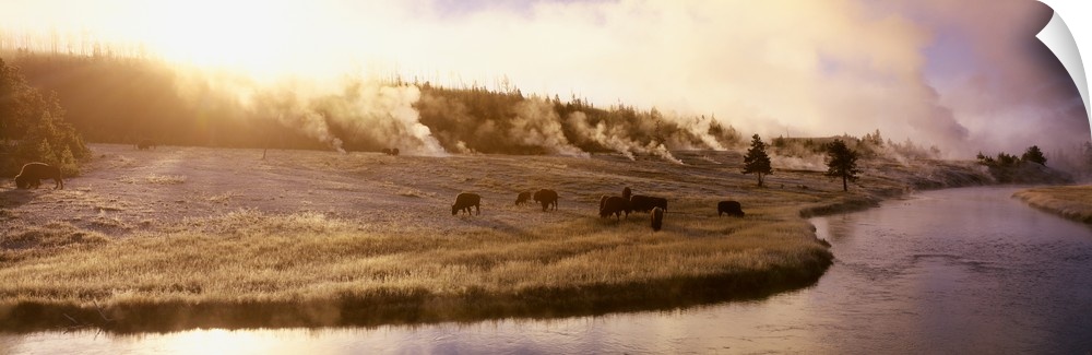 Panoramic photograph of a herd of buffalo grazing along the Firehole Rive in Yellowstone National Park in Wyoming.